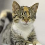 Je souhaite mieux satisfaire les besoins de mon animal et favoriser son bien-être 