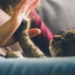 cat-691175_1920 cat-691175_1920