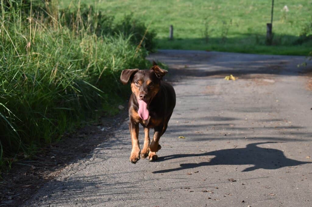 communication animal perdu chien perdu