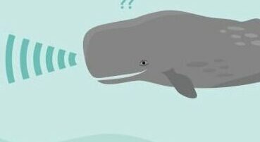 communication animale baleine