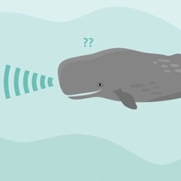 communication animale baleine