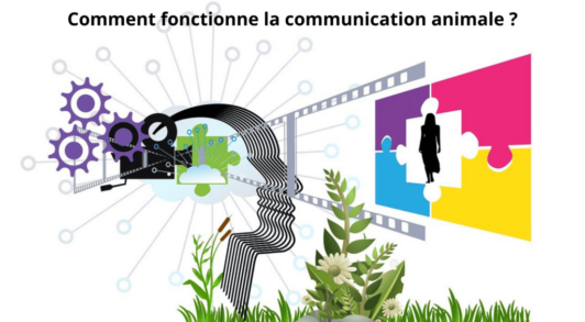 communication animale fonctionnement