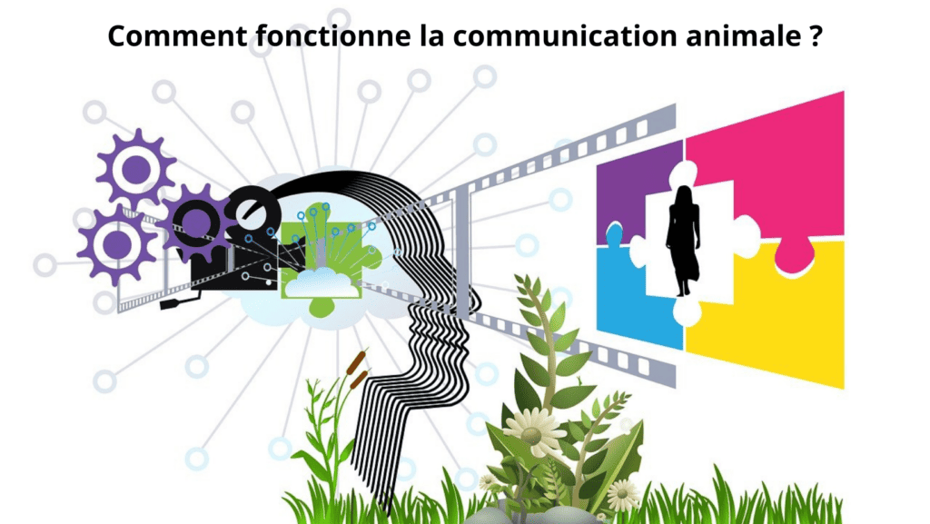comment fonctionne la communication animale