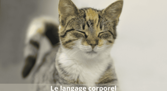 communication animale langage corporel