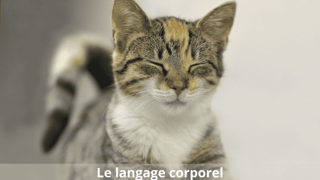 communication animale langage corporel