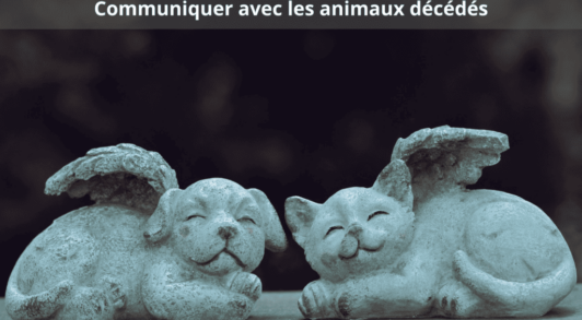 communication animaux décédés