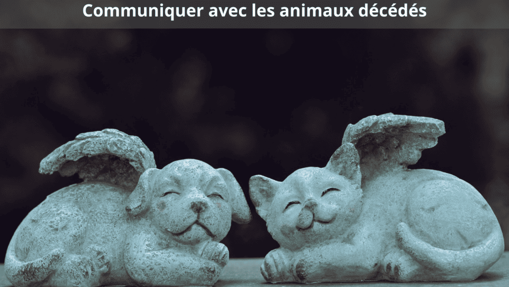 communication avec les animaux décédés