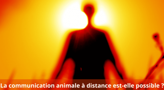 communication animale a distance