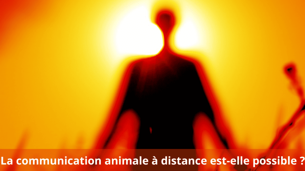 la communication animale à distance