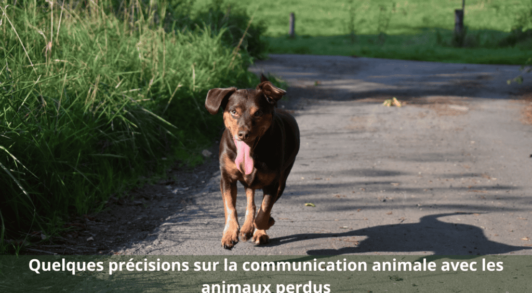 communication animaux perdus