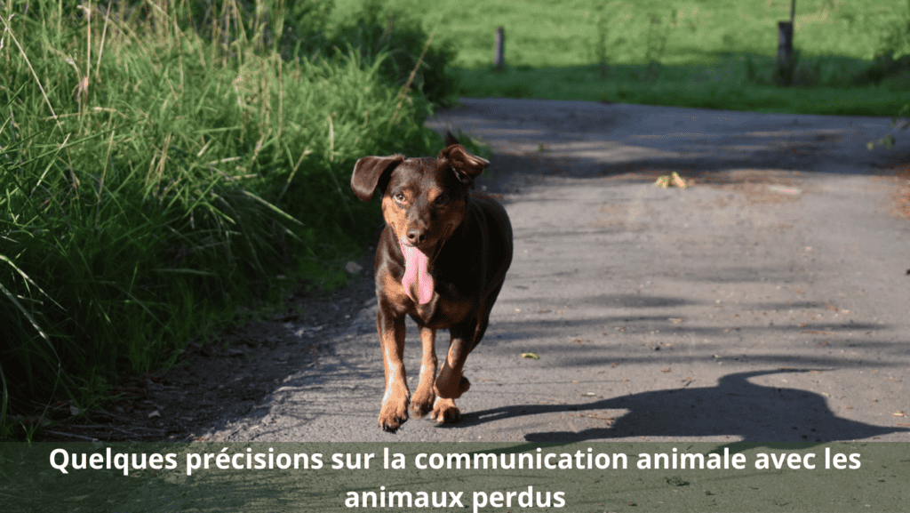 communication animale avec les animaux perdus
